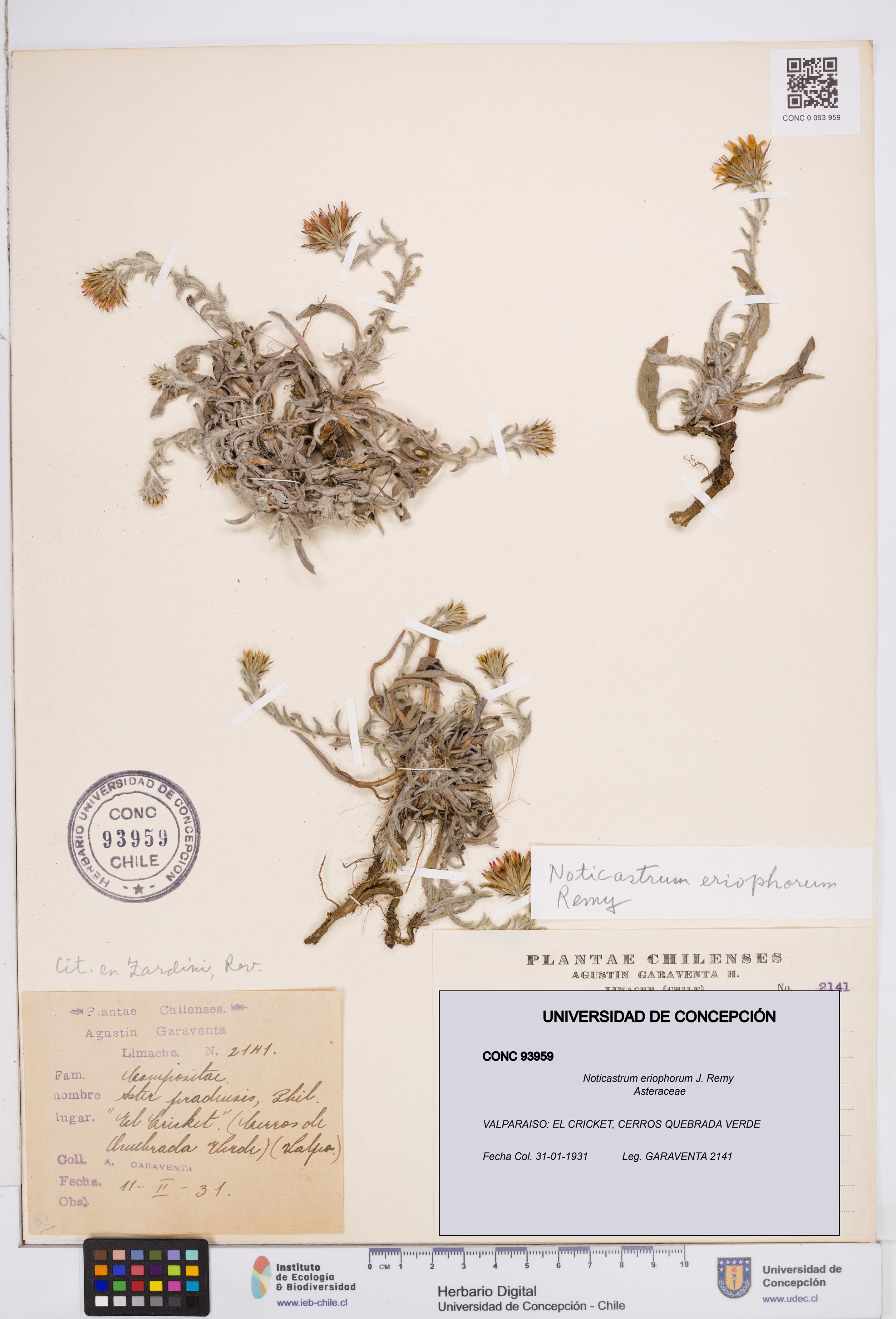 Noticastrum eriophorum [Espécimen: ]