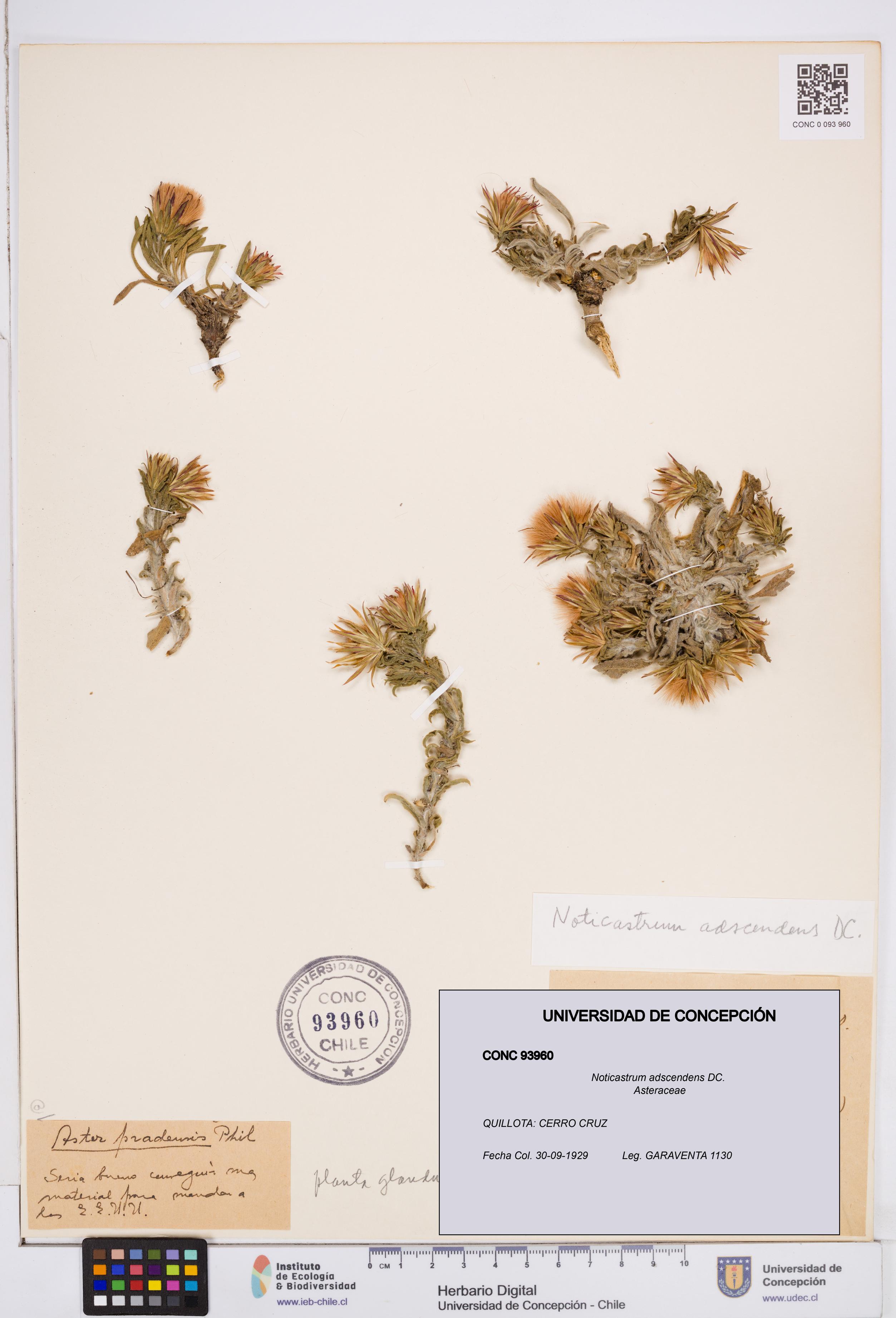 Noticastrum adscendens [Espécimen: ]