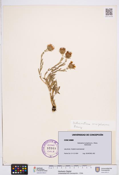 Noticastrum eriophorum [Espécimen: ]