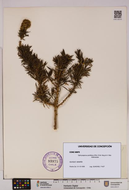 Ophryosporus pinifolius [Espécimen: UDEC:CONC:0093975]