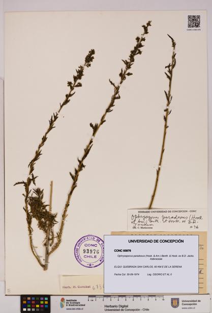 Ophryosporus paradoxus [Espécimen: UDEC:CONC:0093976]