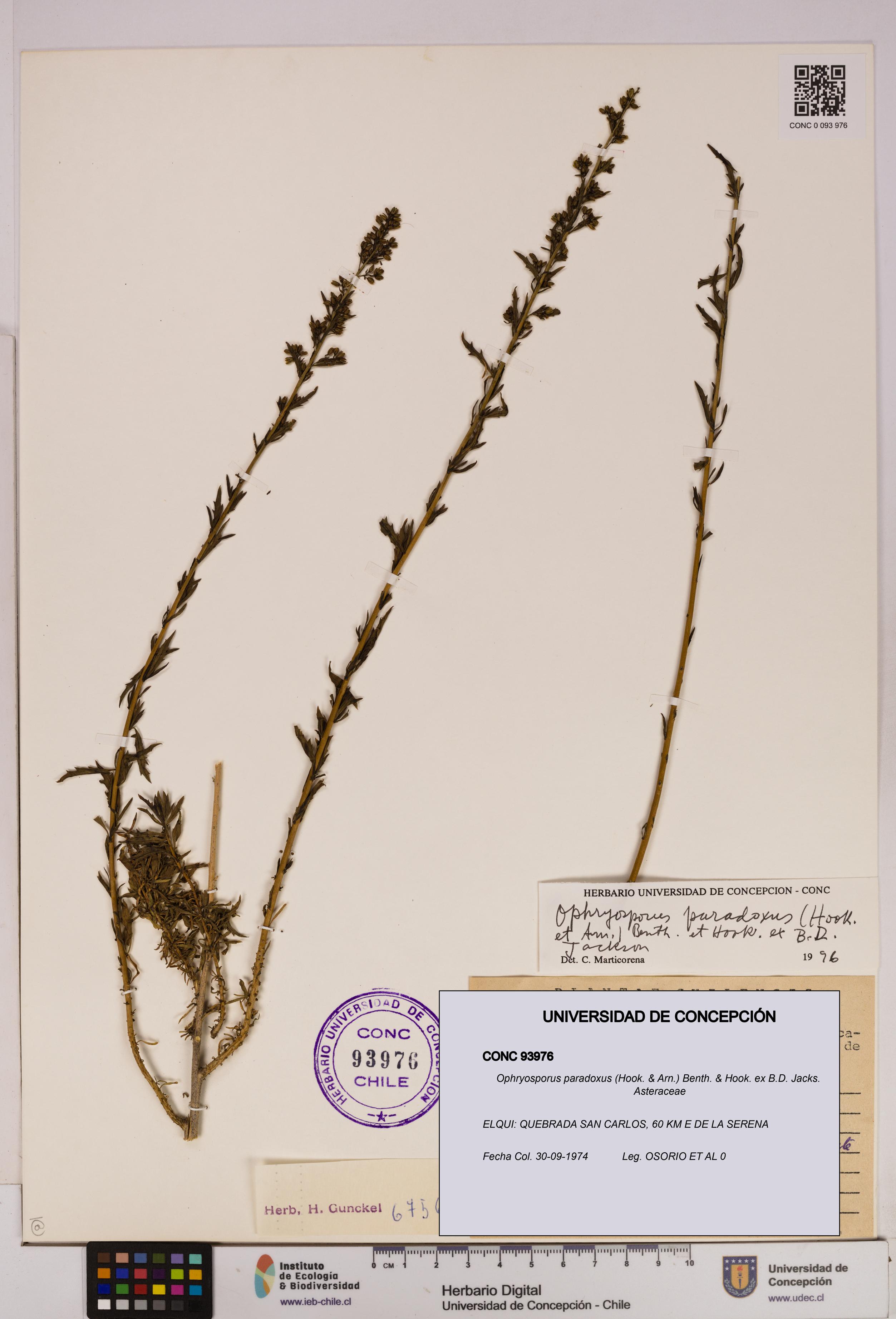 Ophryosporus paradoxus [Espécimen: UDEC:CONC:0093976]