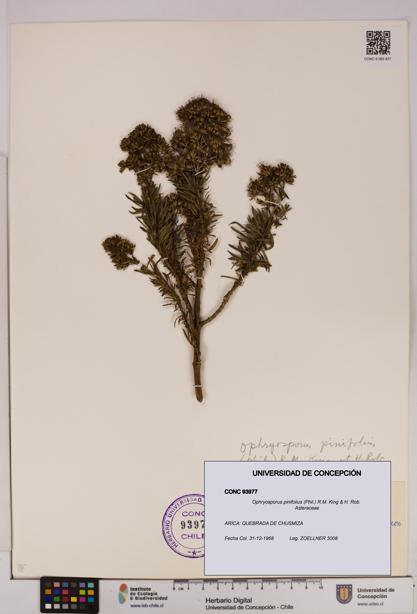 Ophryosporus pinifolius [Espécimen: UDEC:CONC:0093977]
