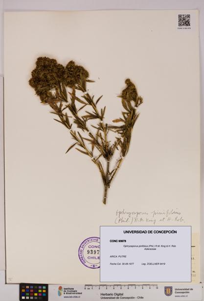Ophryosporus pinifolius [Espécimen: UDEC:CONC:0093978]