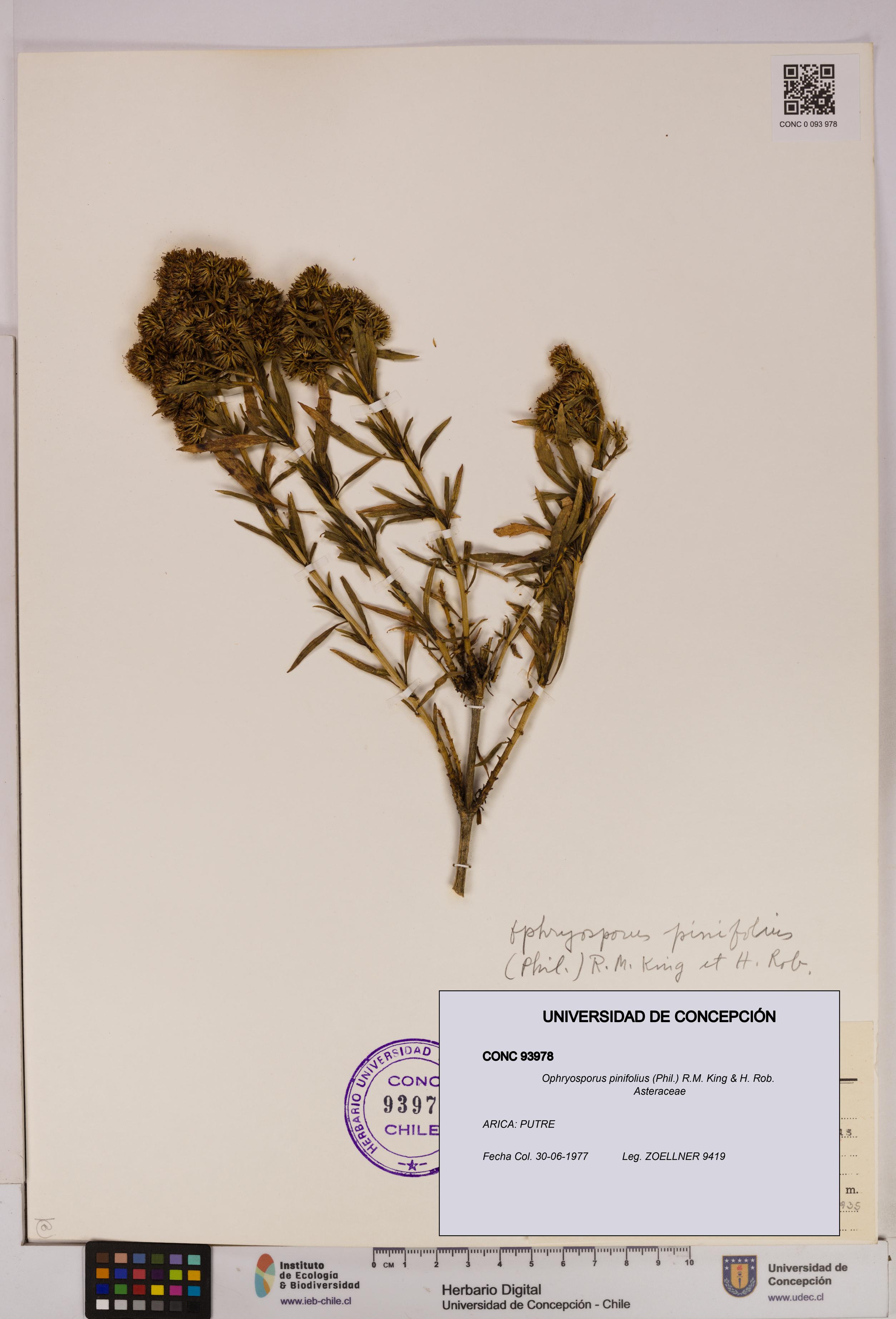 Ophryosporus pinifolius [Espécimen: UDEC:CONC:0093978]