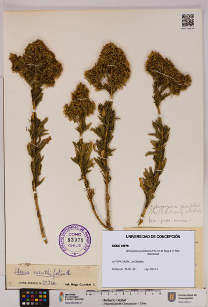 Ophryosporus pinifolius [Espécimen: UDEC:CONC:0093979]