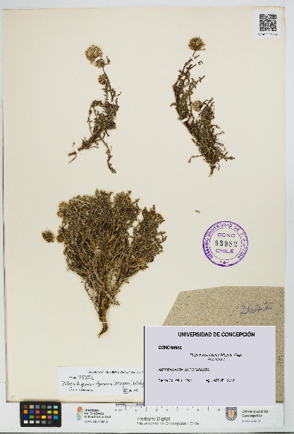 Polyachyrus fuscus [Espécimen: UDEC:CONC:0093982]