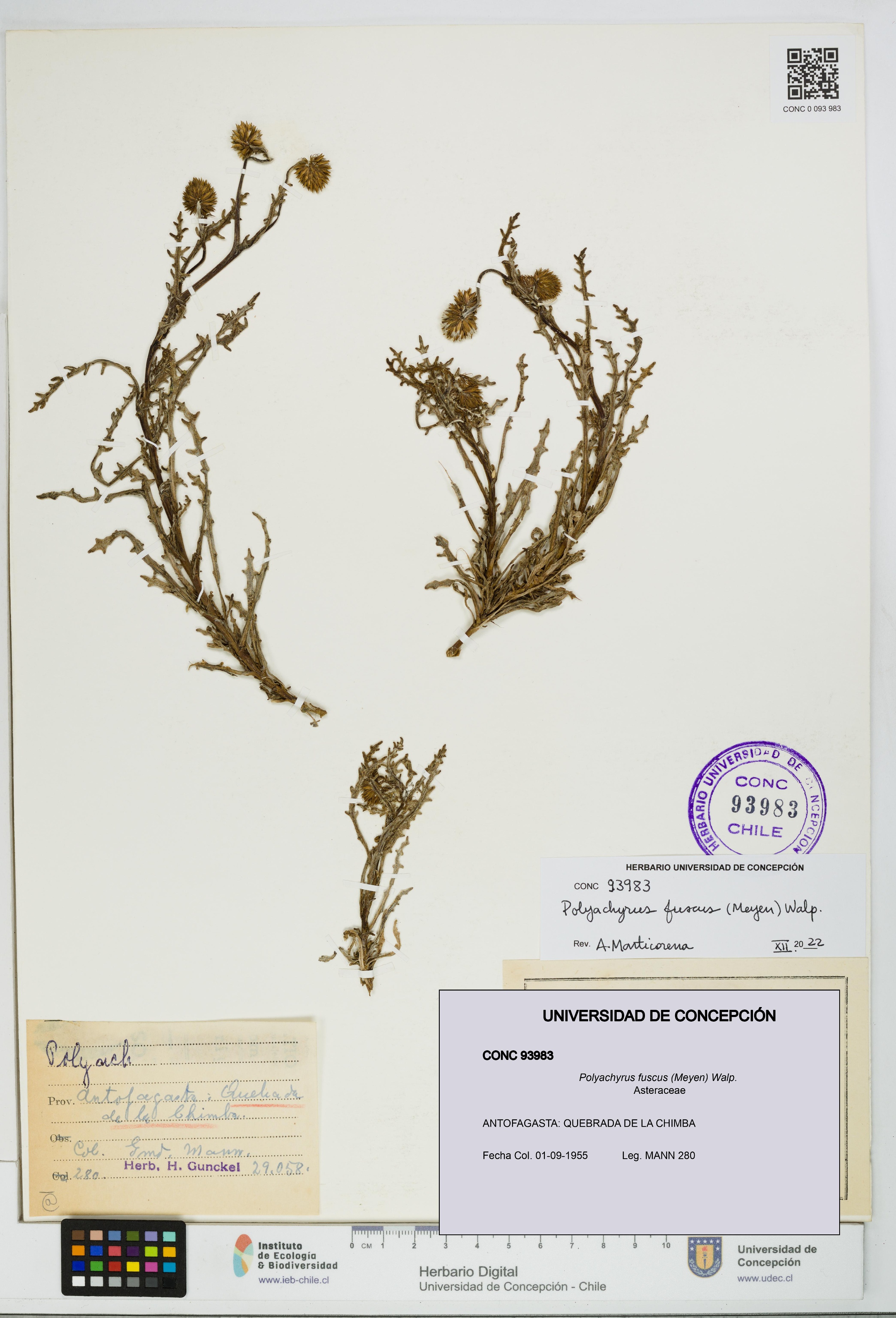 Polyachyrus fuscus [Espécimen: UDEC:CONC:0093983]