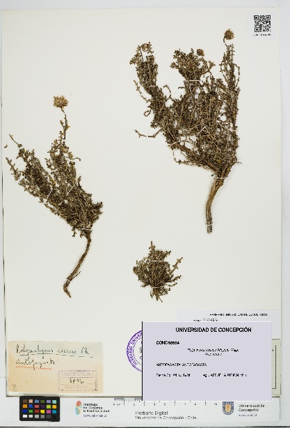 Polyachyrus fuscus [Espécimen: UDEC:CONC:0093984]
