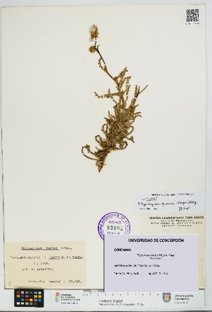 Polyachyrus fuscus [Espécimen: UDEC:CONC:0093985]