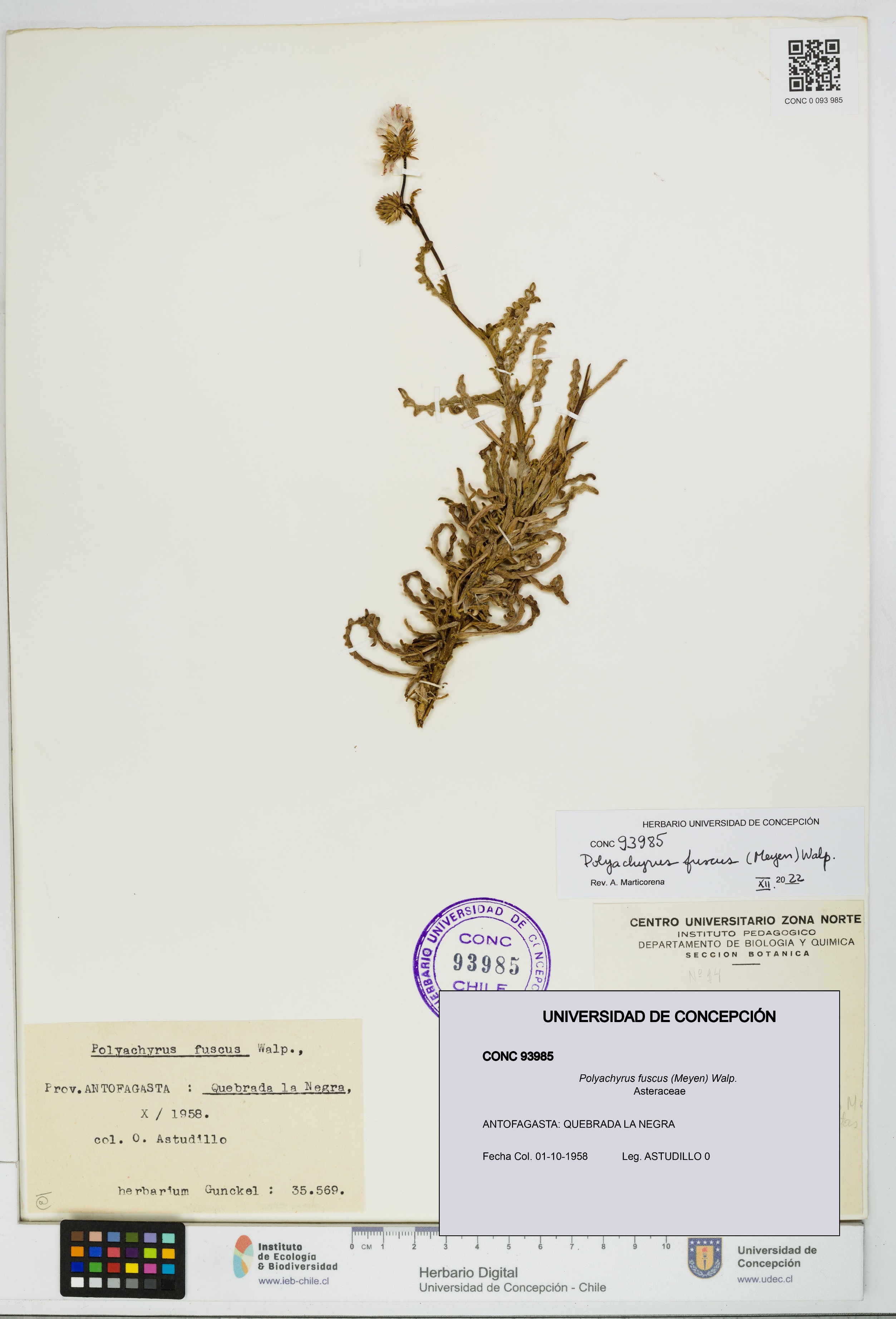 Polyachyrus fuscus [Espécimen: UDEC:CONC:0093985]