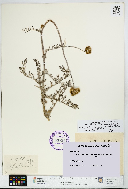 Polyachyrus poeppigii [Espécimen: UDEC:CONC:0093986]