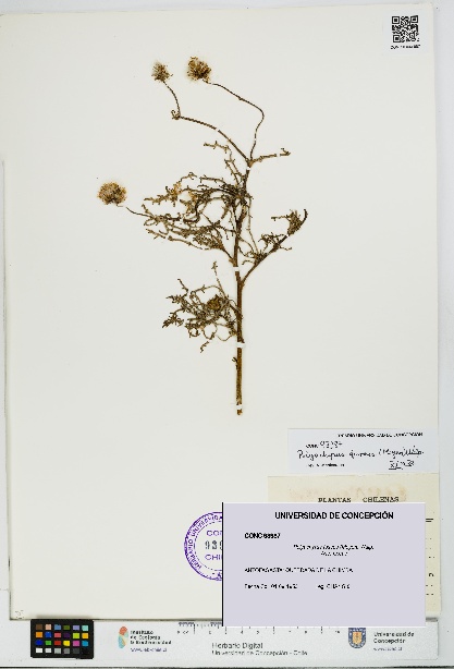 Polyachyrus fuscus [Espécimen: UDEC:CONC:0093987]