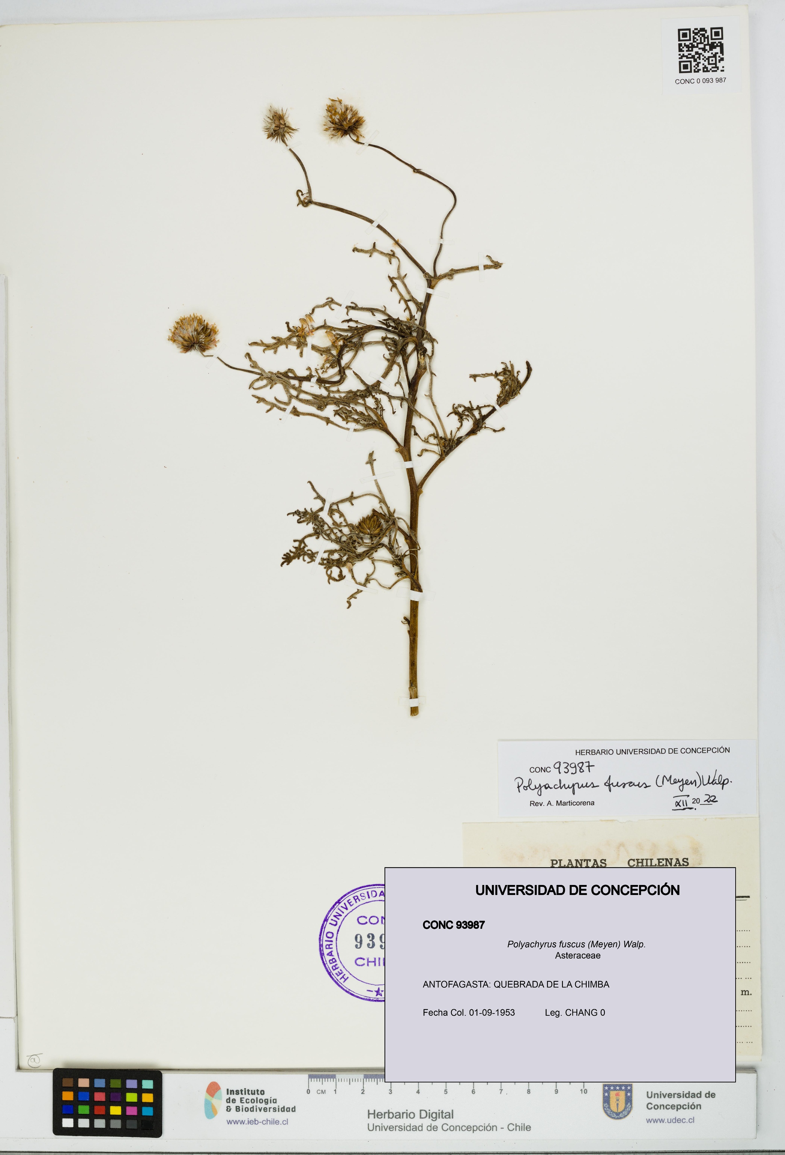 Polyachyrus fuscus [Espécimen: UDEC:CONC:0093987]