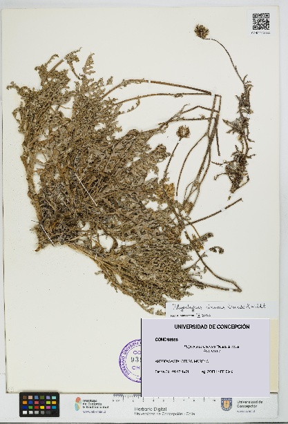 Polyachyrus cinereus [Espécimen: UDEC:CONC:0093988]