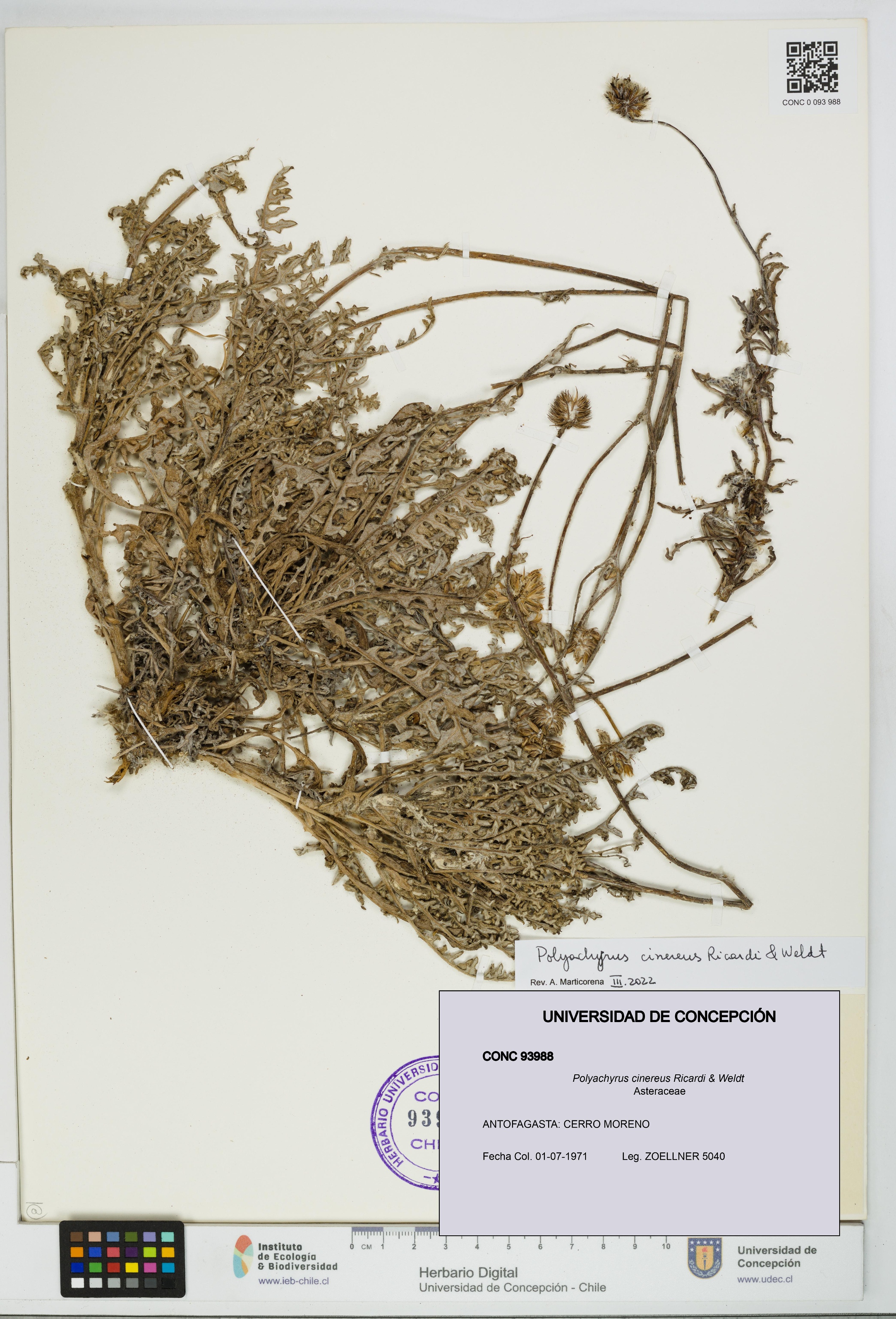 Polyachyrus cinereus [Espécimen: UDEC:CONC:0093988]