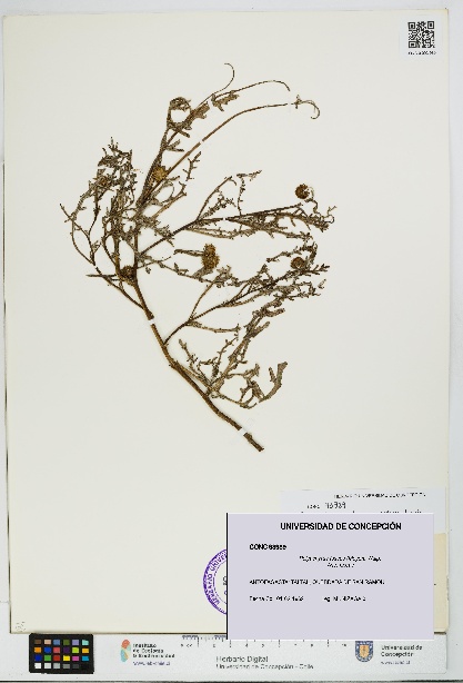 Polyachyrus fuscus [Espécimen: UDEC:CONC:0093989]