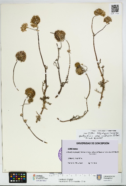 Polyachyrus poeppigii [Espécimen: UDEC:CONC:0093990]