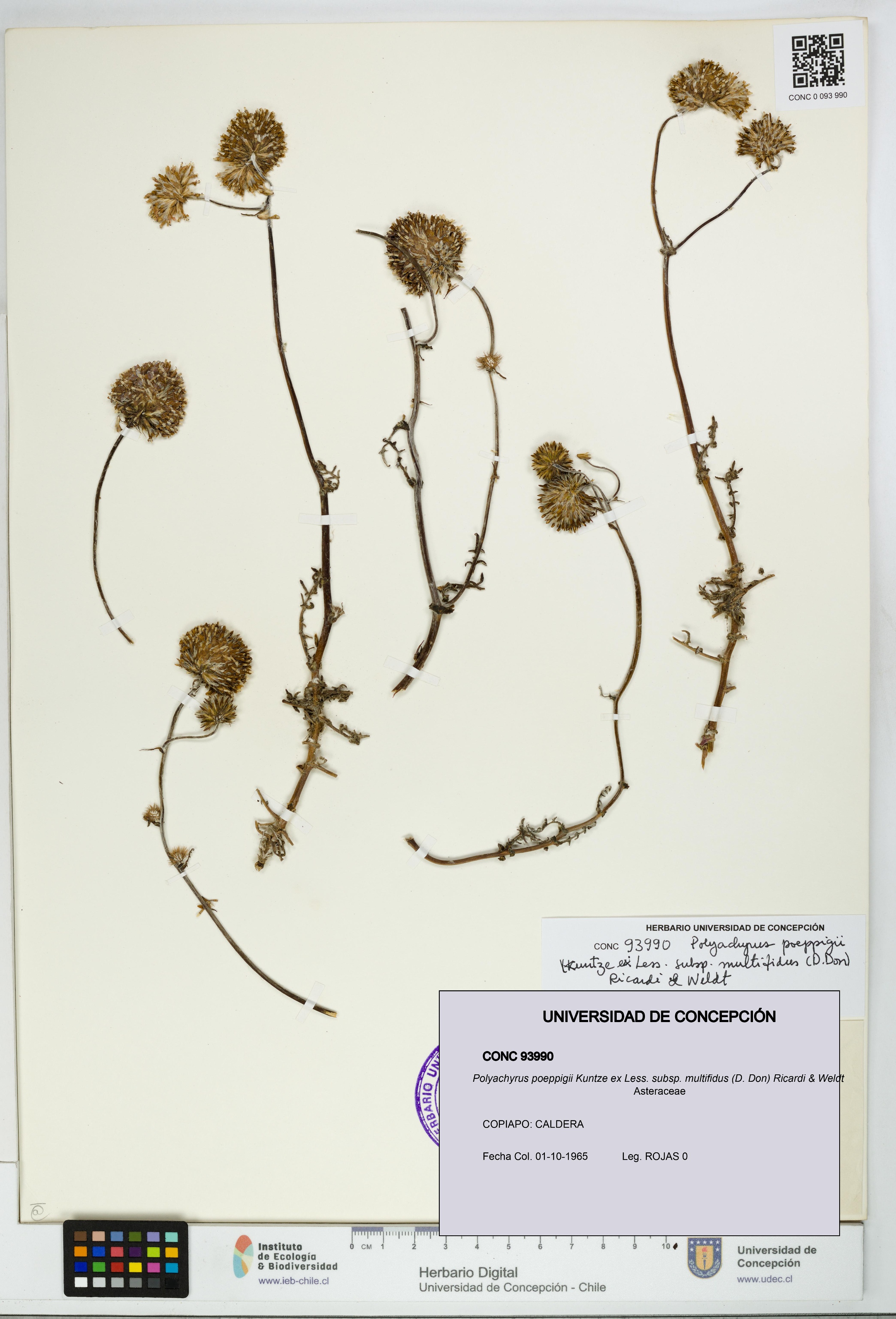 Polyachyrus poeppigii [Espécimen: UDEC:CONC:0093990]