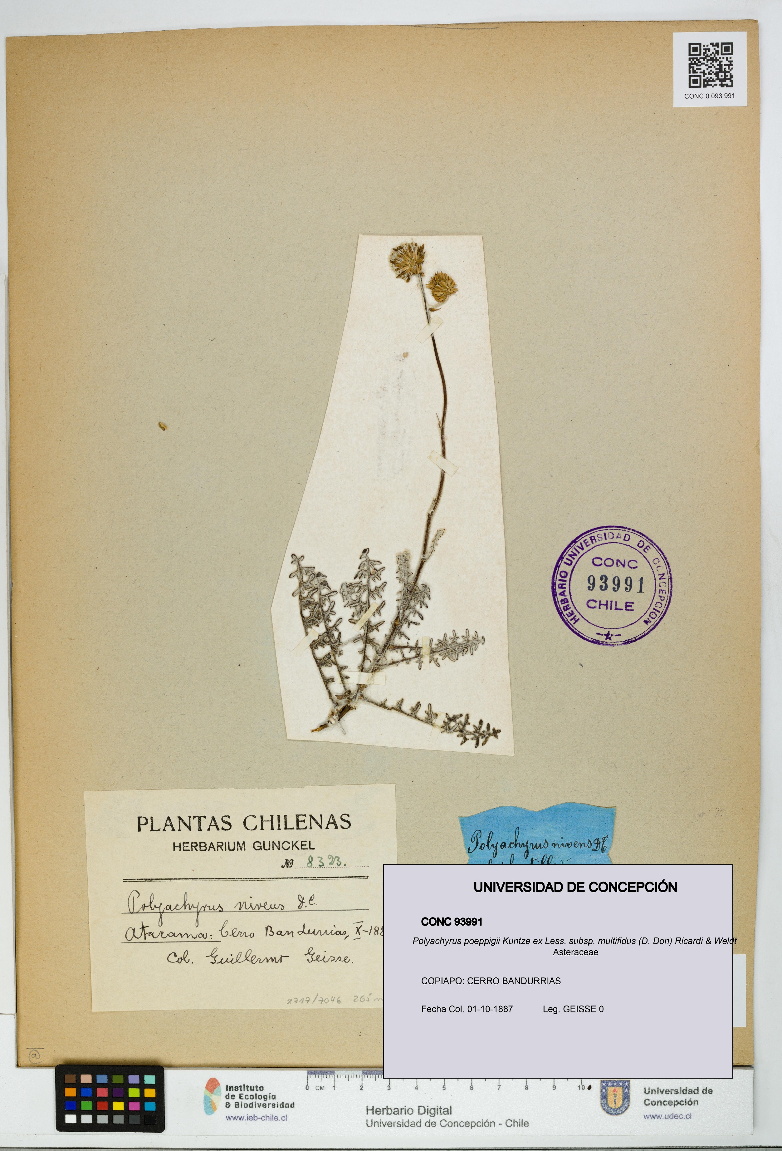 Polyachyrus poeppigii [Espécimen: UDEC:CONC:0093991]