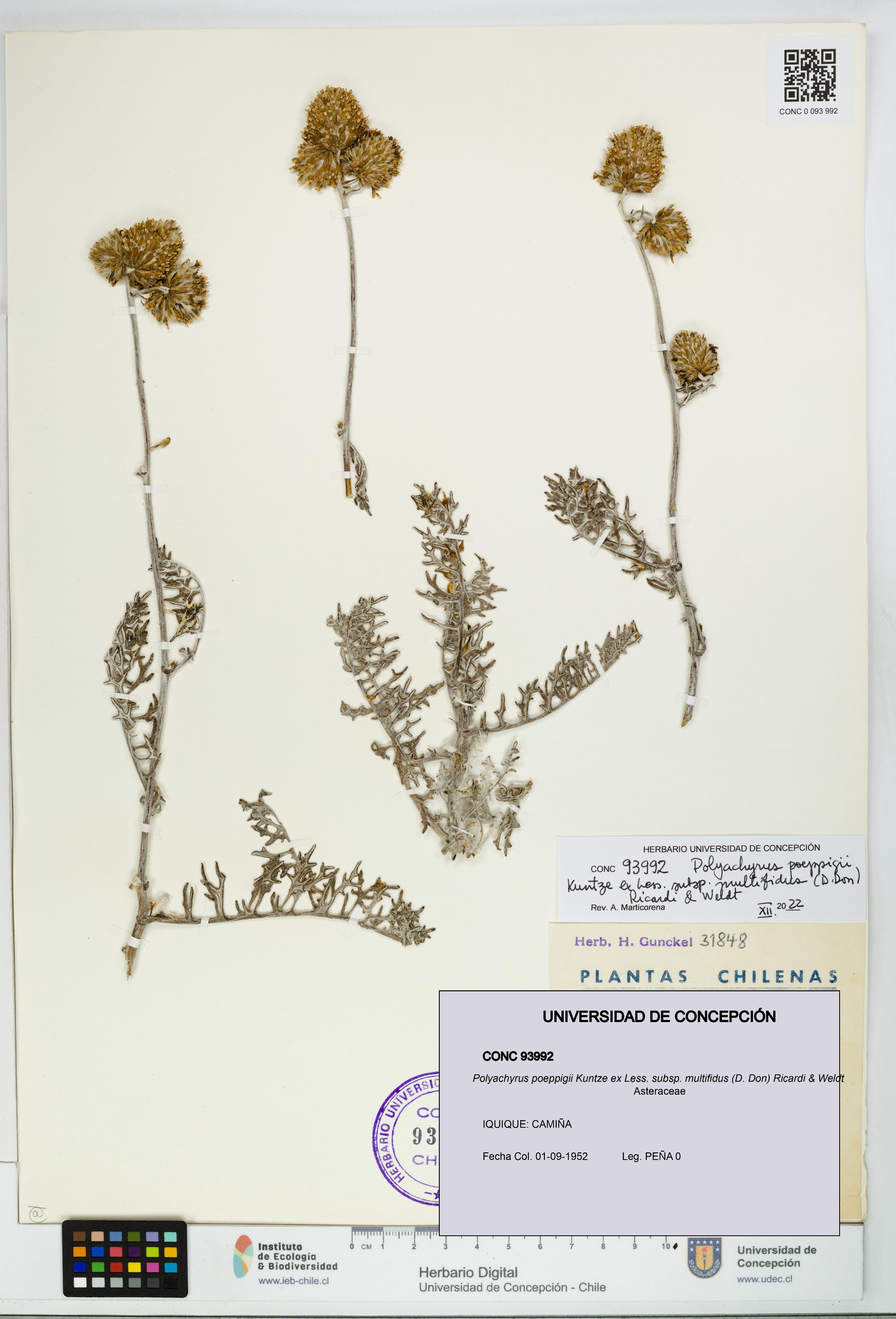 Polyachyrus poeppigii [Espécimen: UDEC:CONC:0093992]