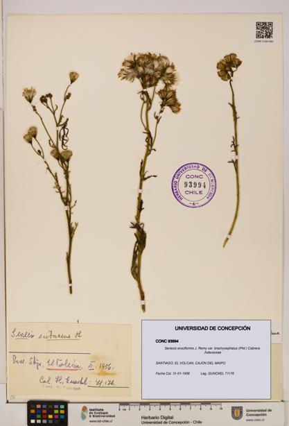 Senecio eruciformis var. brachycephalus [Espécimen: UDEC:CONC:0093994]