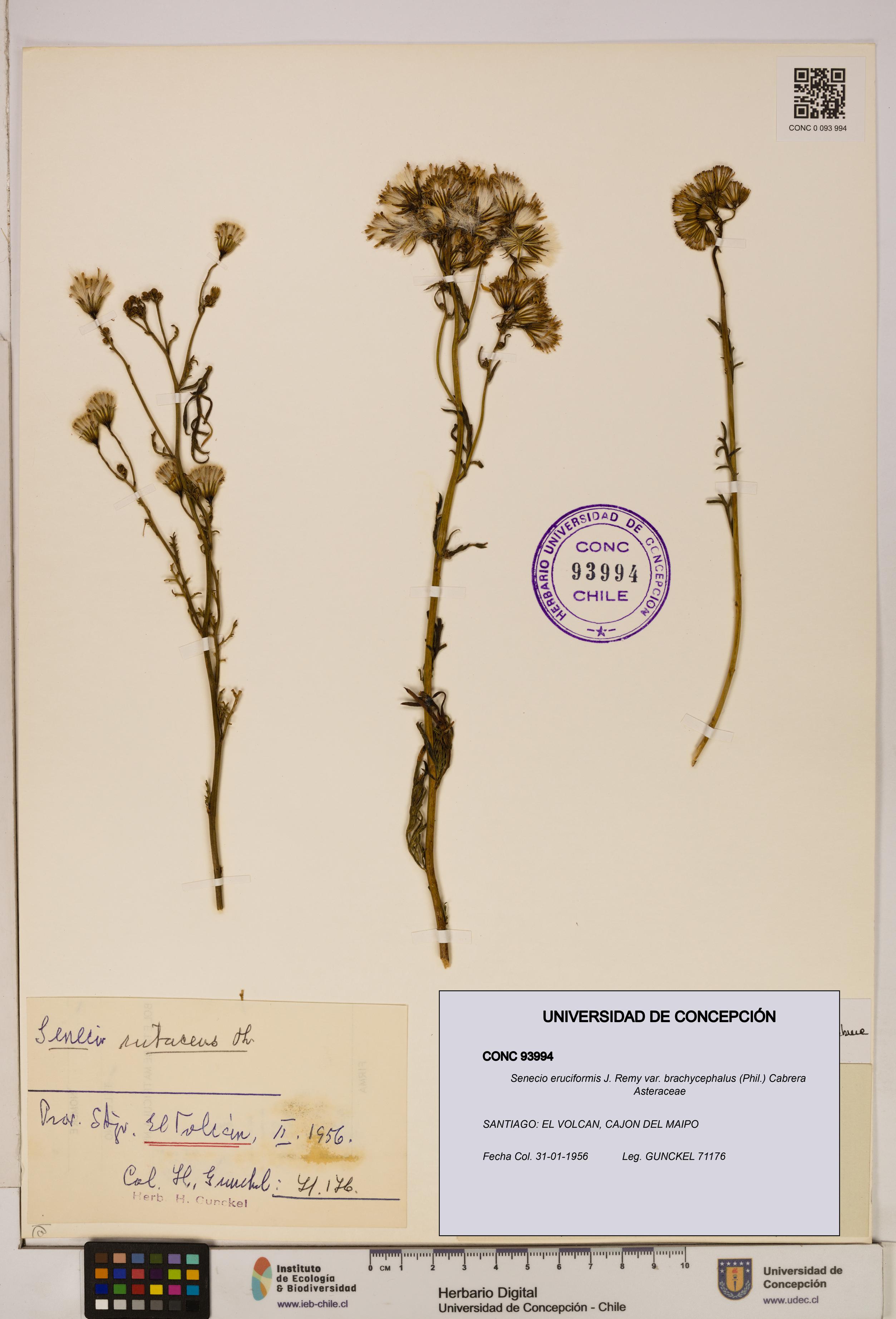 Senecio eruciformis var. brachycephalus [Espécimen: UDEC:CONC:0093994]