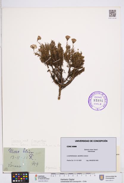 Senecio miser [Espécimen: ]