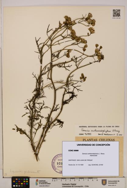 Senecio anthemidiphyllus [Espécimen: UDEC:CONC:0093999]