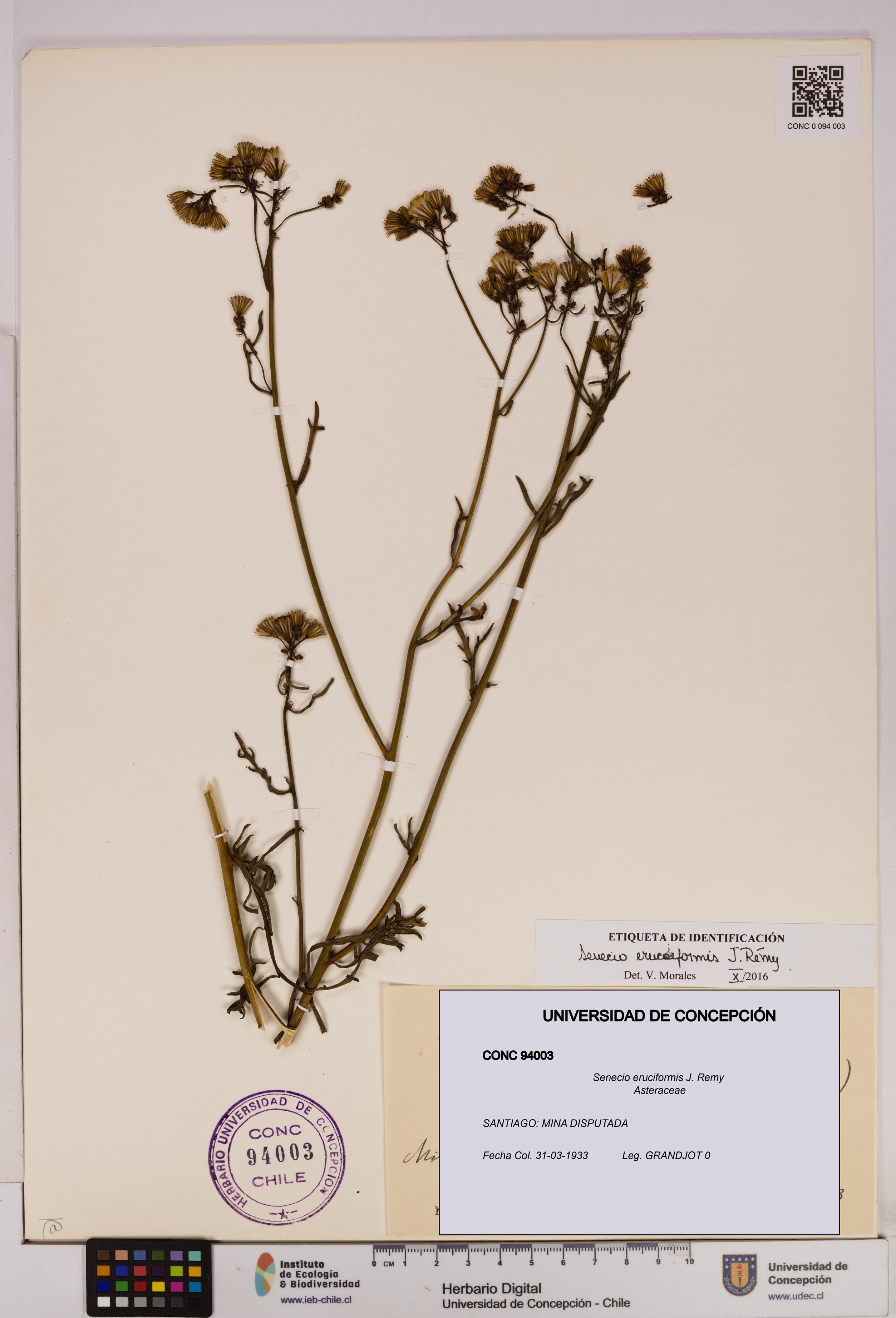Senecio eruciformis [Espécimen: UDEC:CONC:0094003]