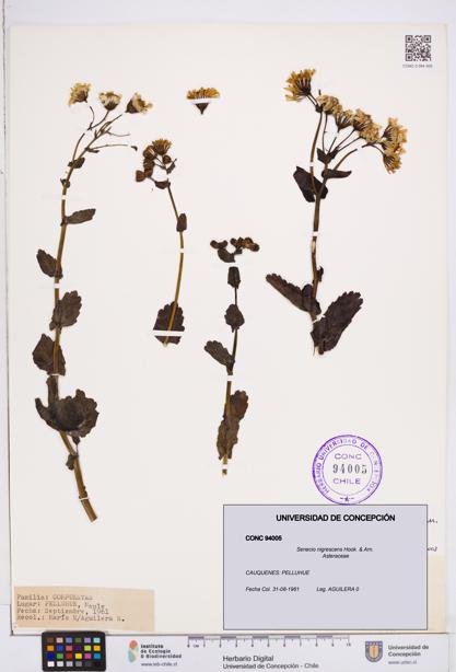 Senecio nigrescens [Espécimen: ]