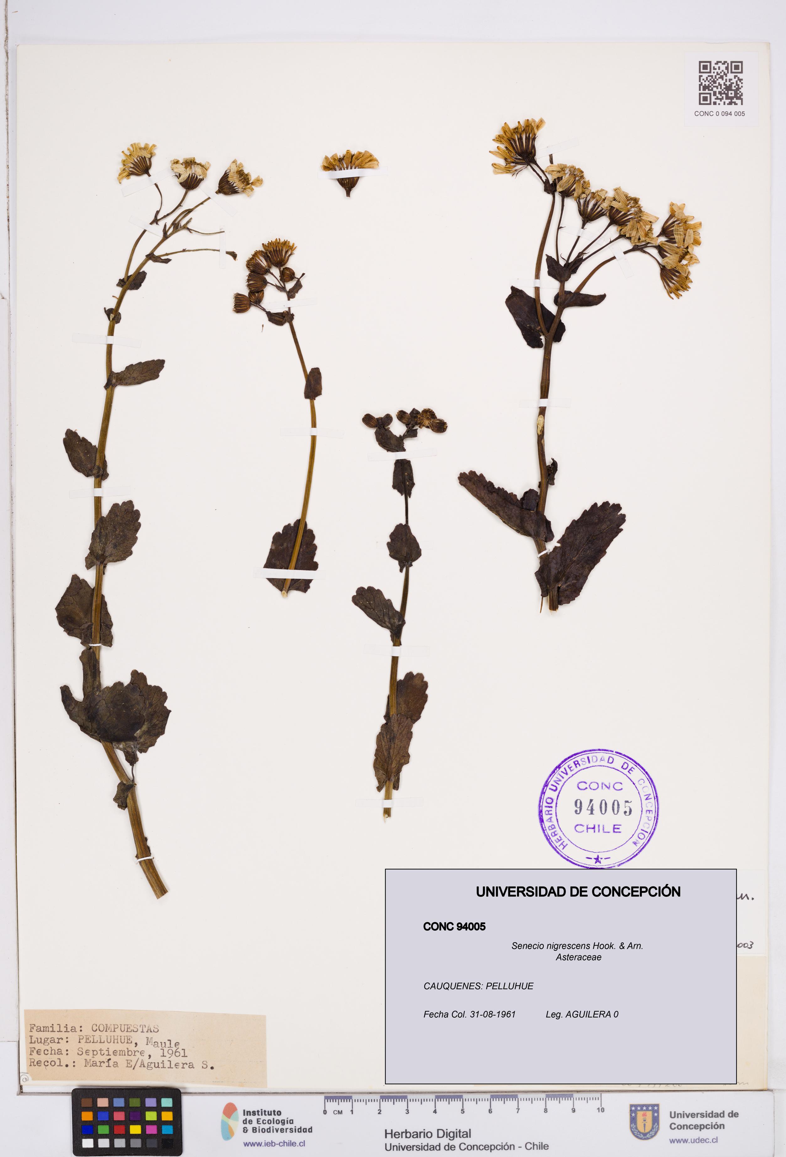 Senecio nigrescens [Espécimen: ]