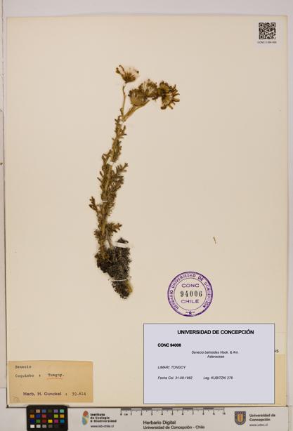 Senecio bahioides [Espécimen: UDEC:CONC:0094006]