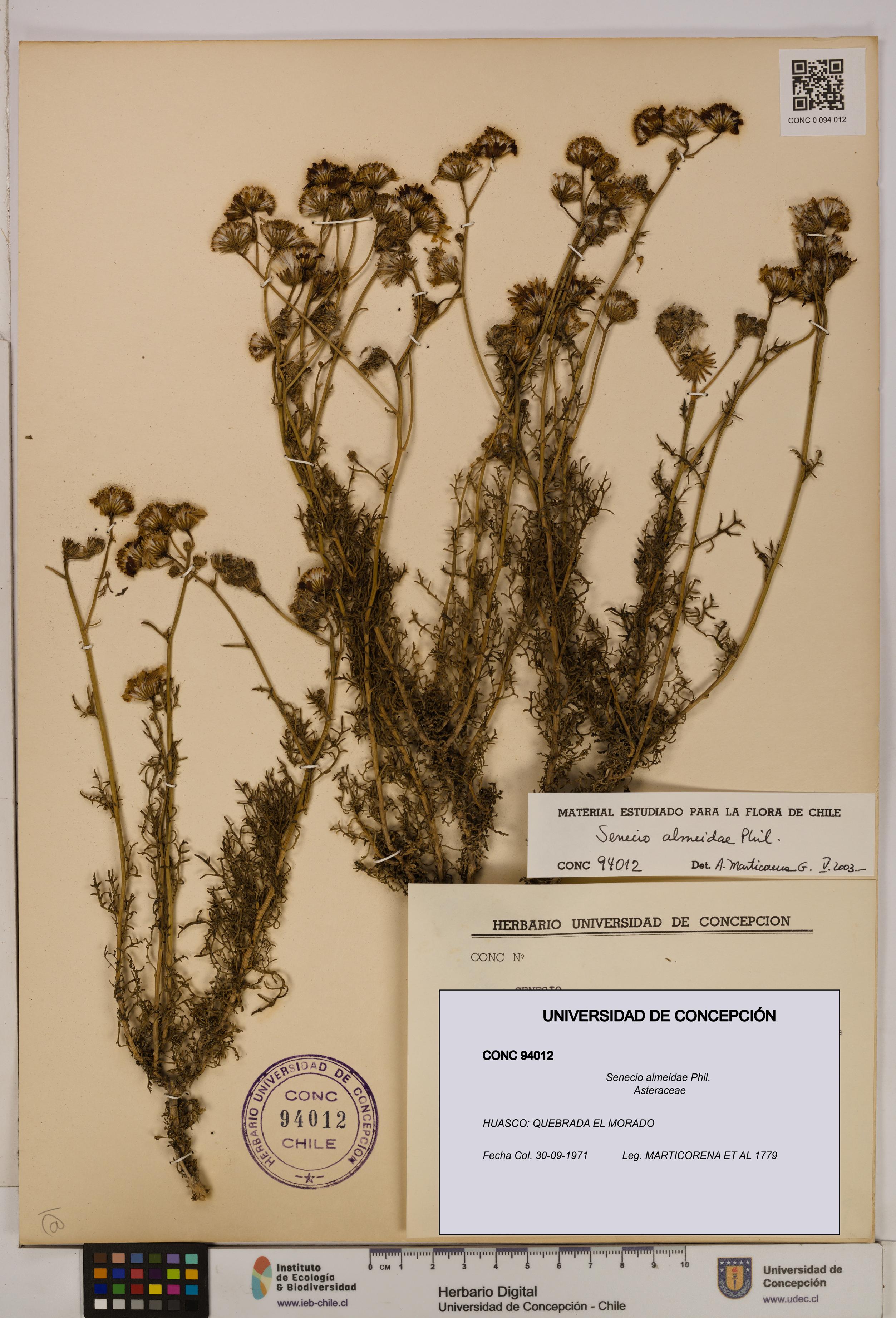 Senecio almeidae [Espécimen: UDEC:CONC:0094012]