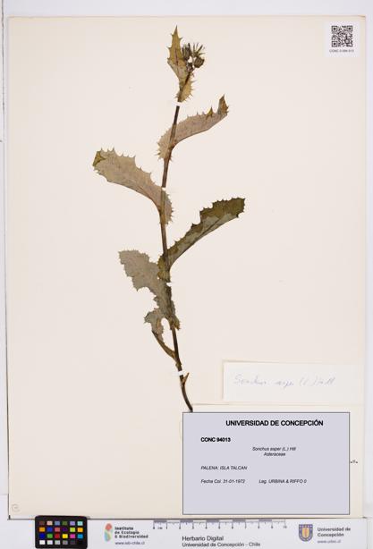 Sonchus asper [Espécimen: ]