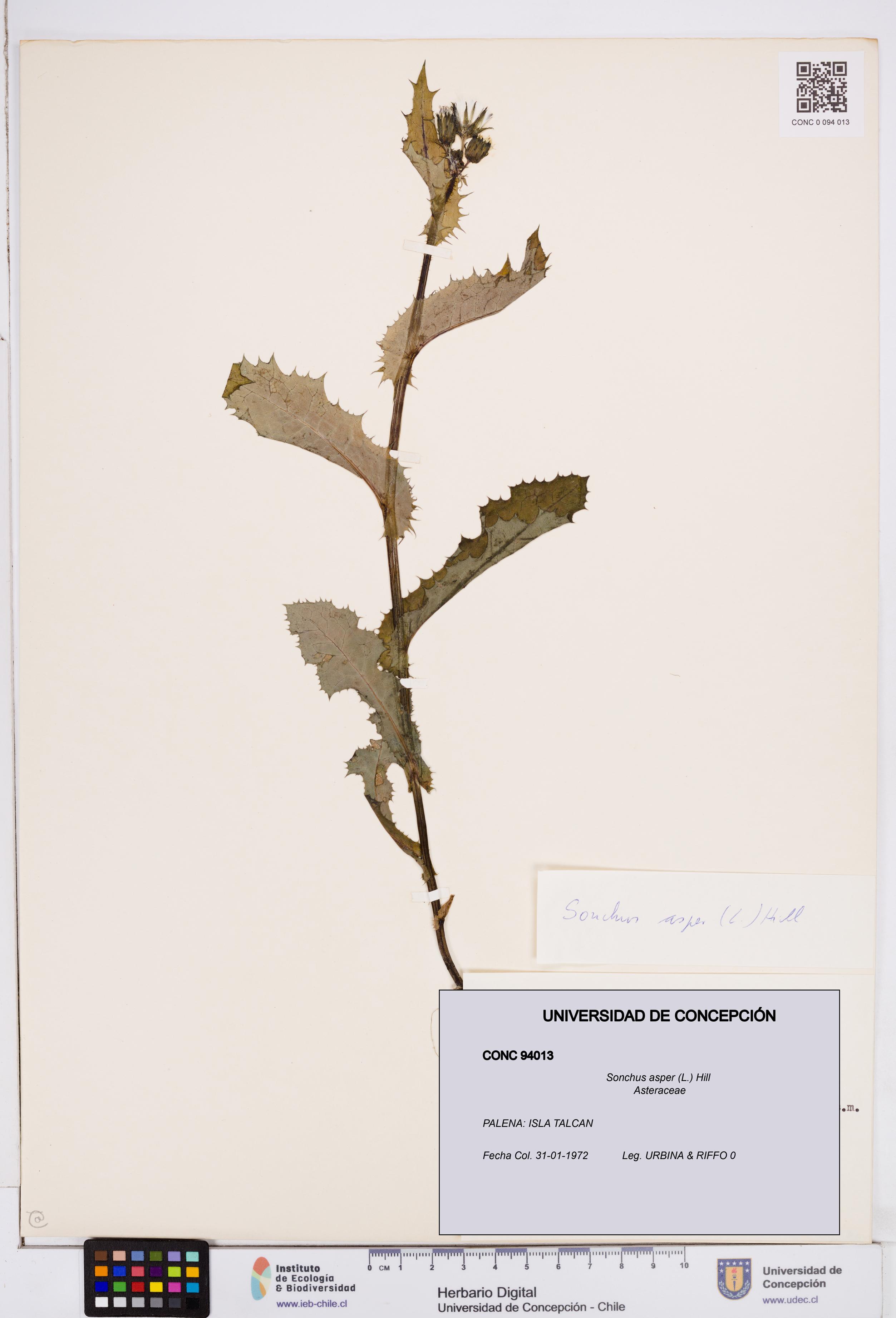 Sonchus asper [Espécimen: ]