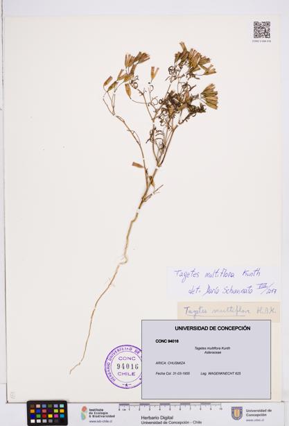 Tagetes multiflora [Espécimen: ]