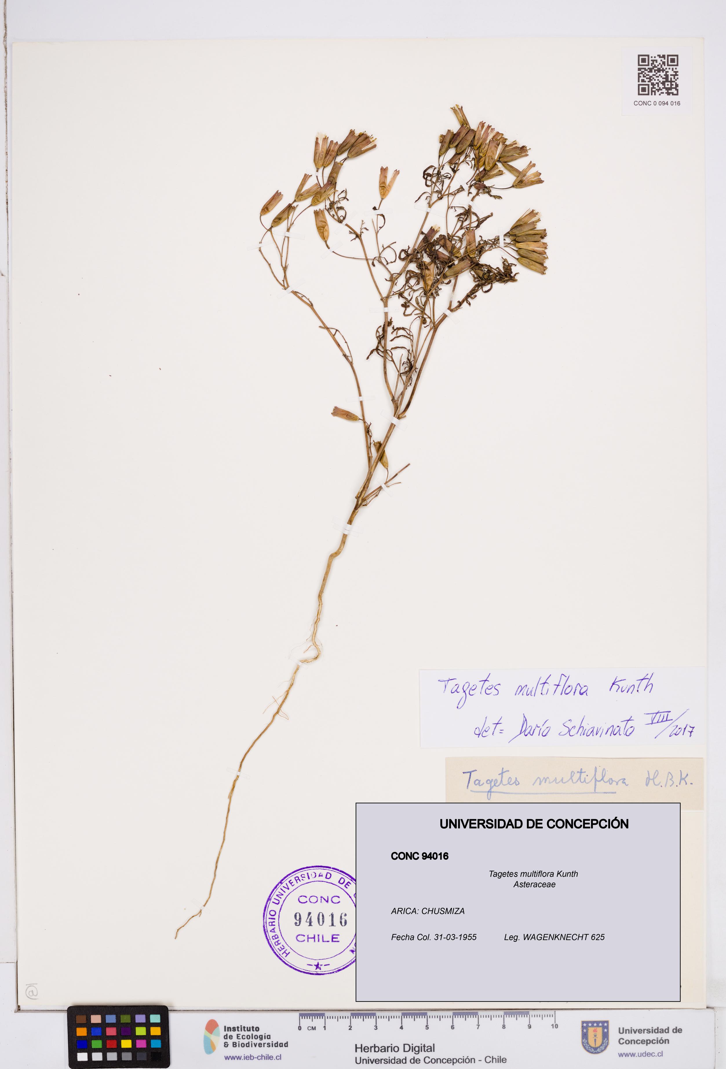 Tagetes multiflora [Espécimen: ]