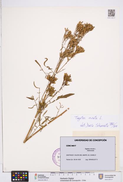 Tagetes minuta [Espécimen: ]