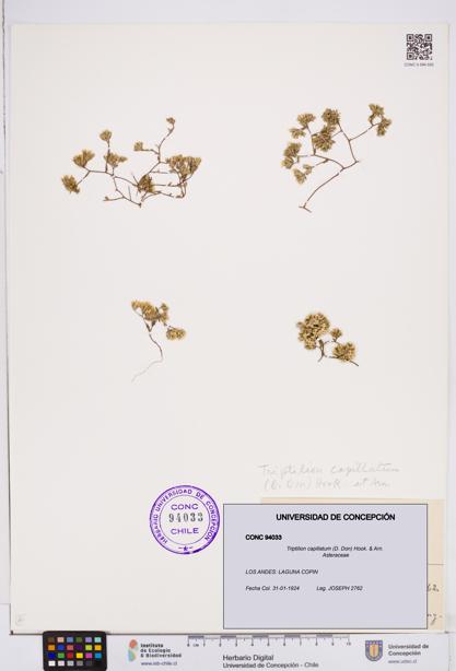 Triptilion capillatum [Espécimen: ]