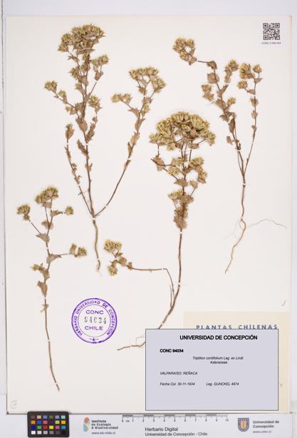 Triptilion cordifolium [Espécimen: ]