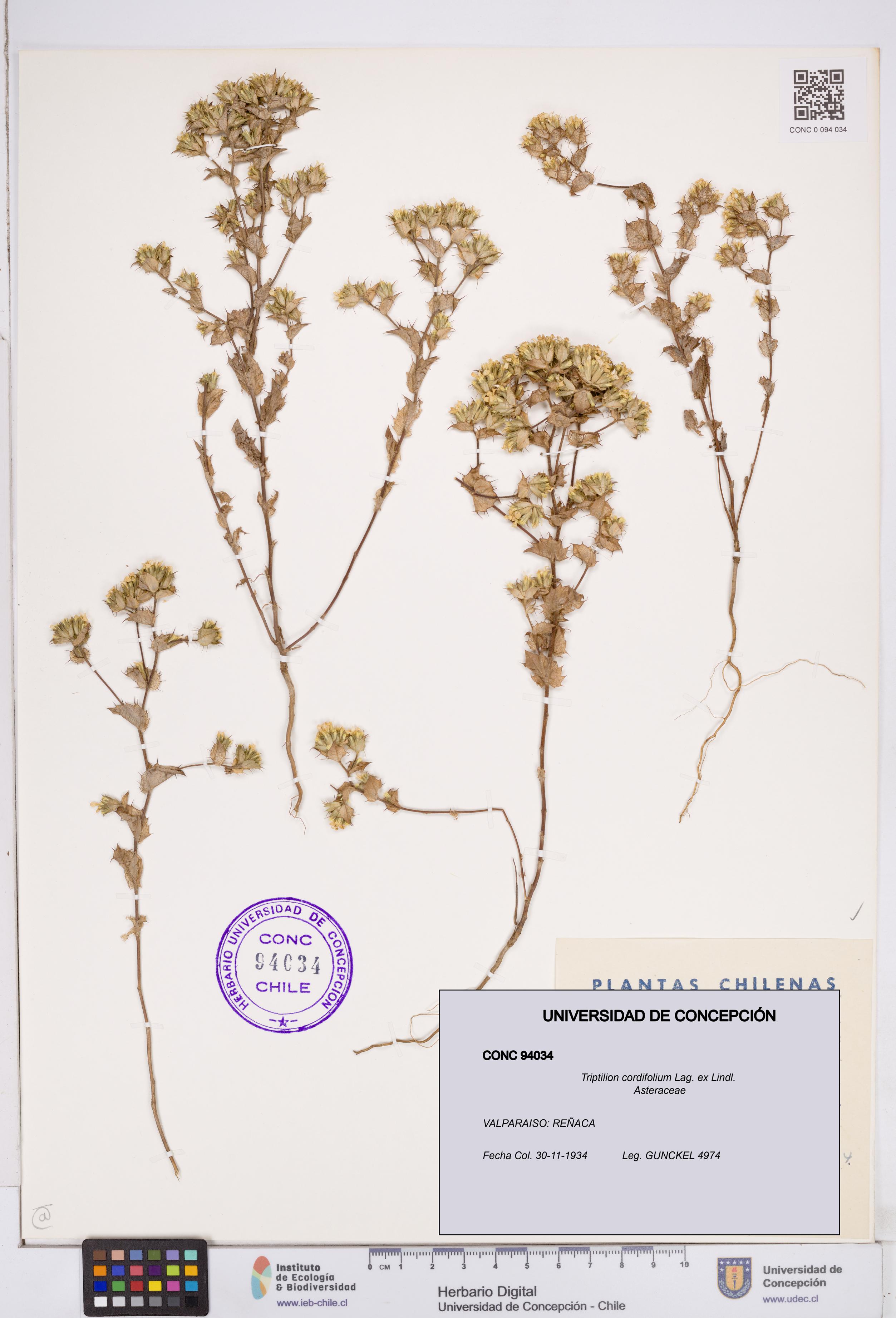 Triptilion cordifolium [Espécimen: ]