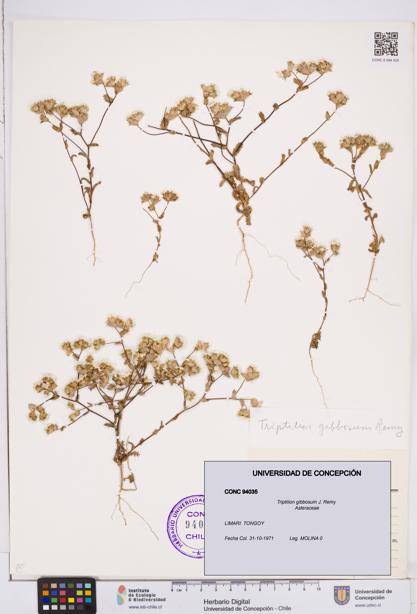 Triptilion gibbosum [Espécimen: ]