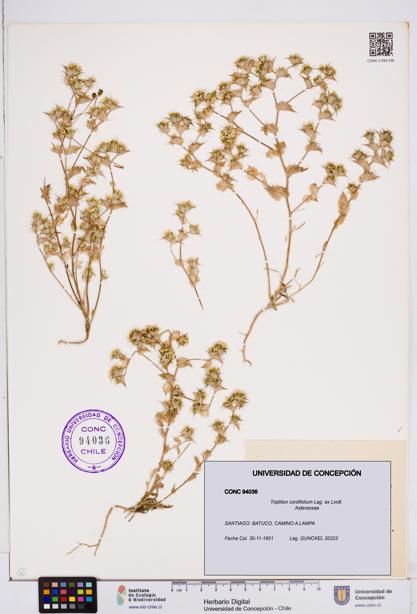 Triptilion cordifolium [Espécimen: ]