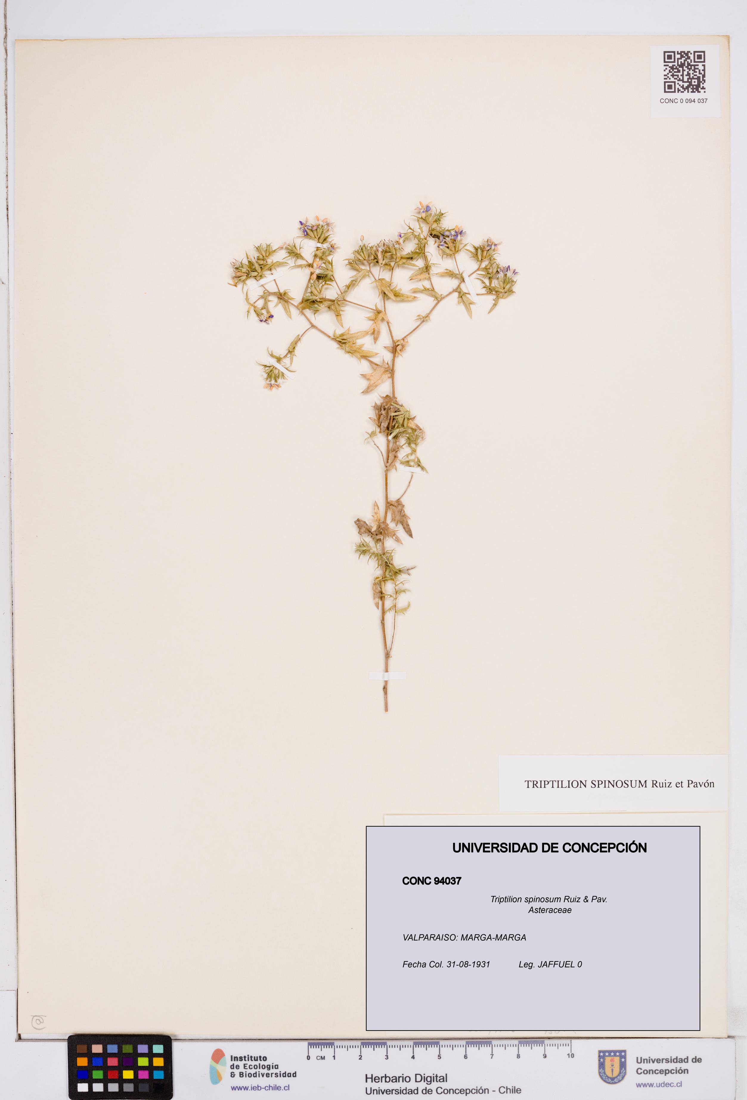 Triptilion spinosum [Espécimen: ]