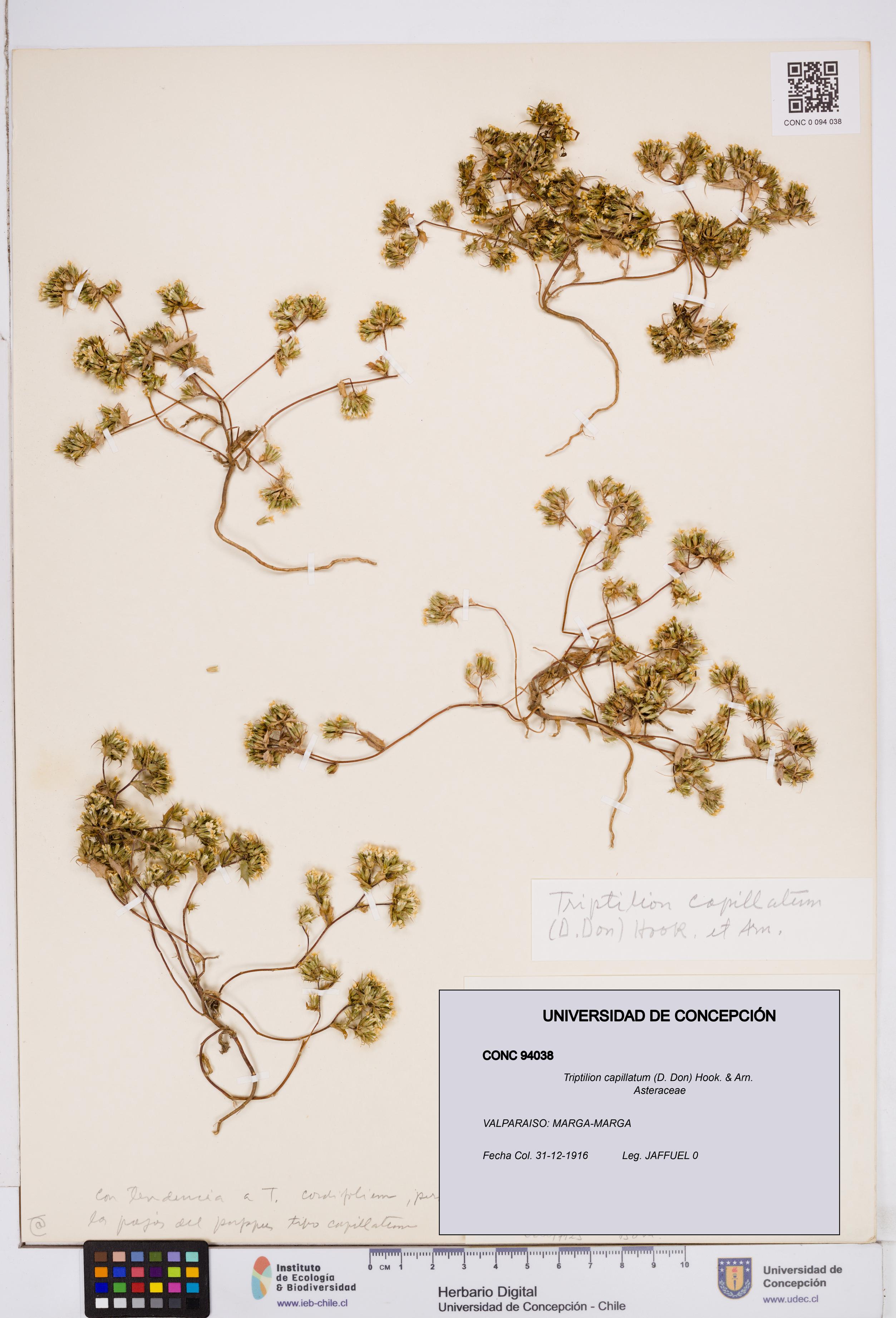 Triptilion capillatum [Espécimen: ]