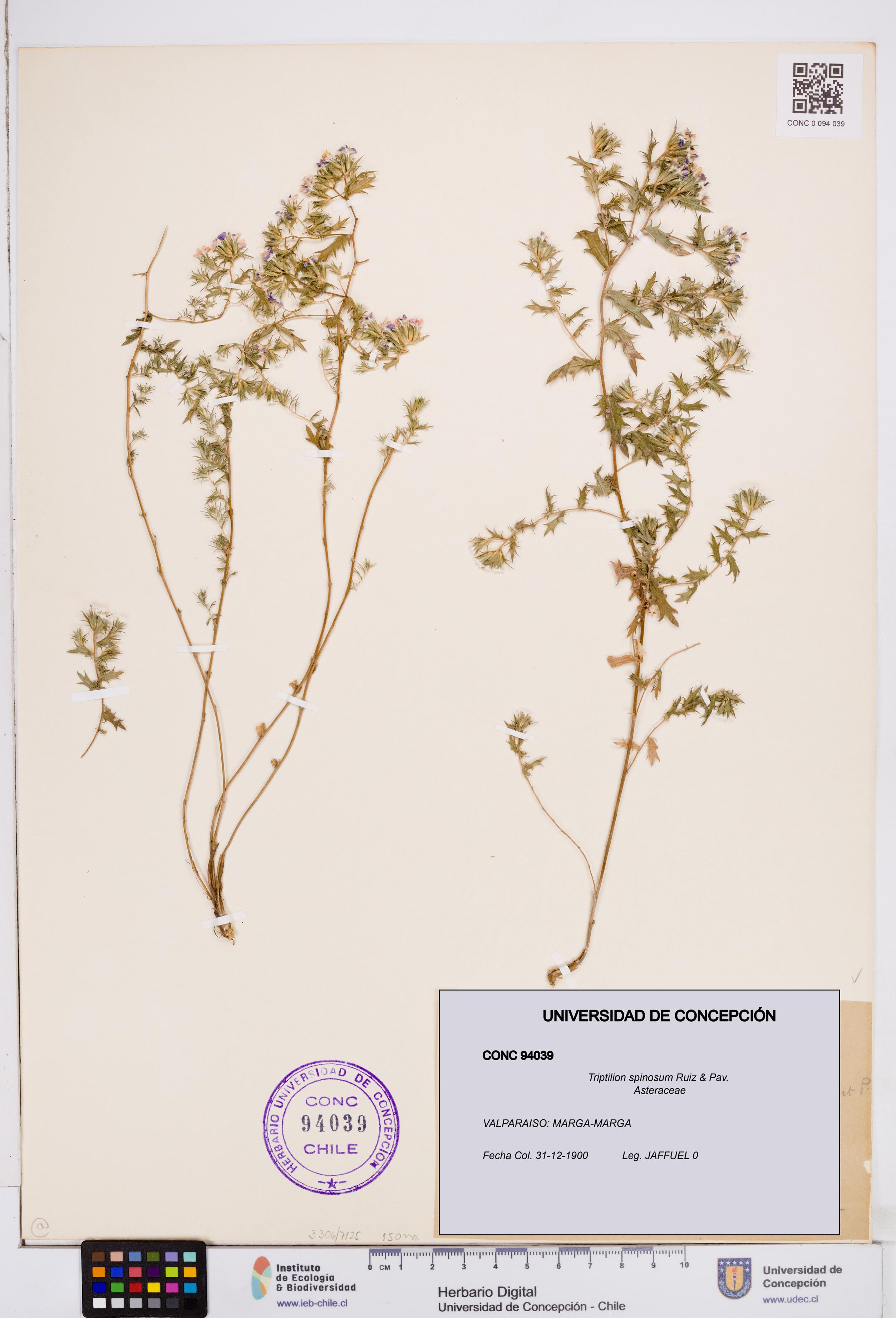 Triptilion spinosum [Espécimen: ]