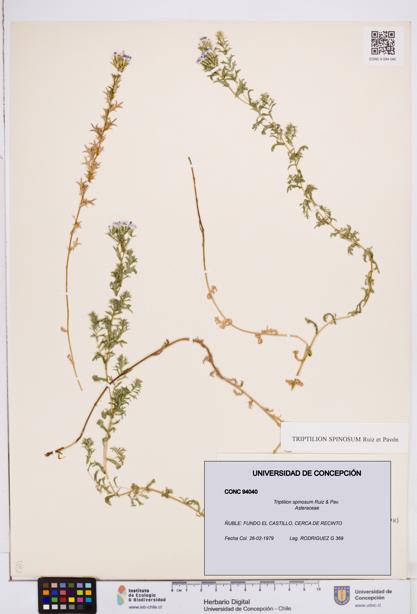 Triptilion spinosum [Espécimen: ]