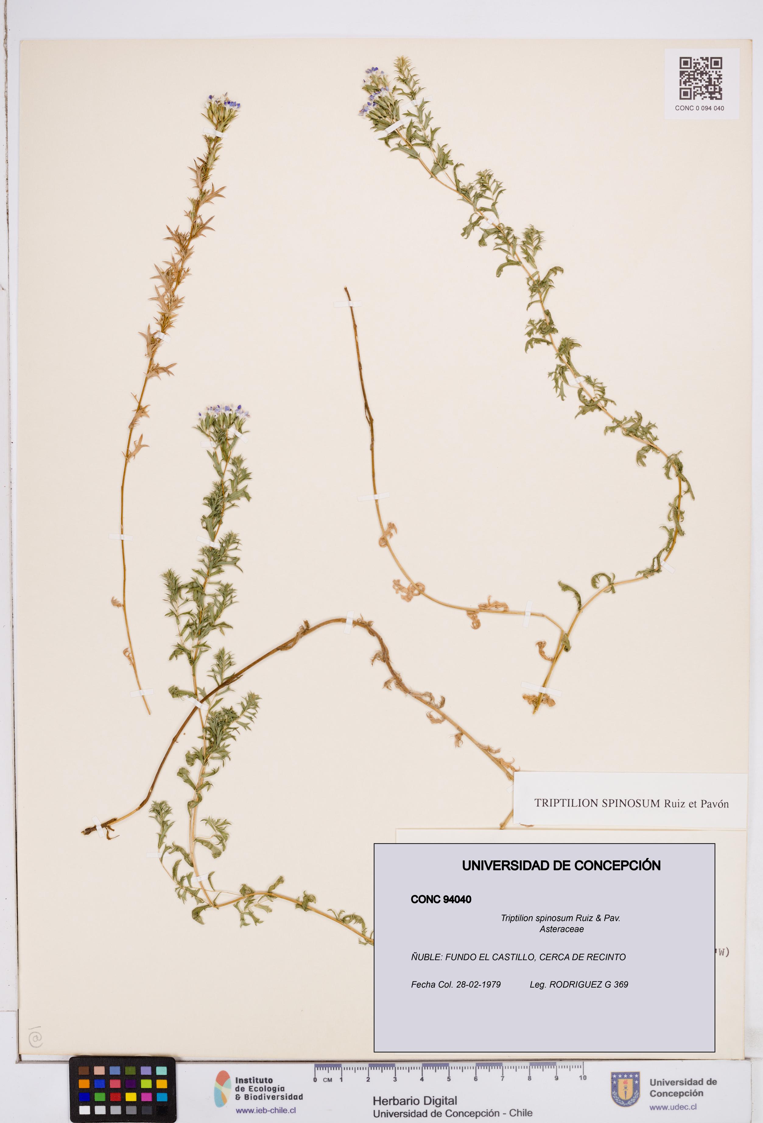 Triptilion spinosum [Espécimen: ]