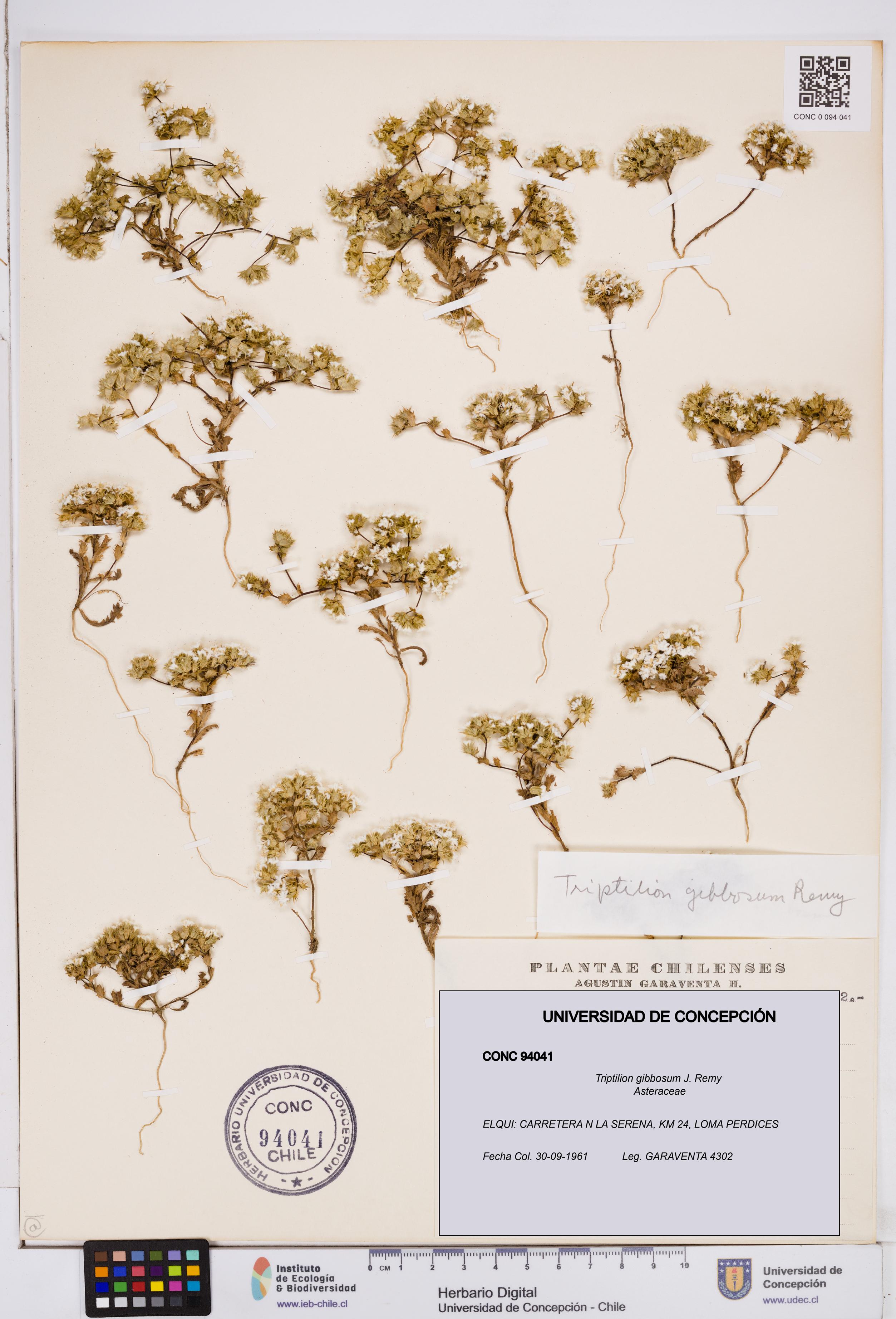 Triptilion gibbosum [Espécimen: ]
